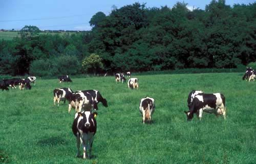 Dairy cattle